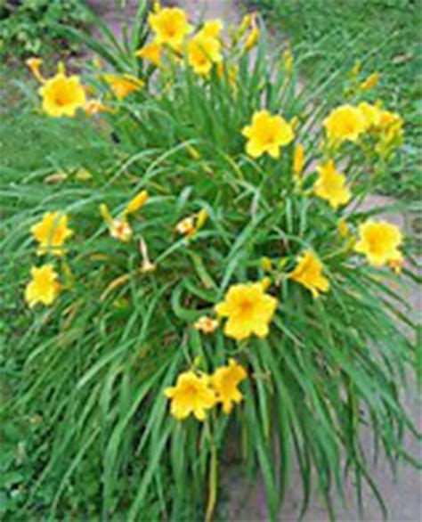 Large And Colorful Daylilies Are Easy To Grow And Edible Day Lilies