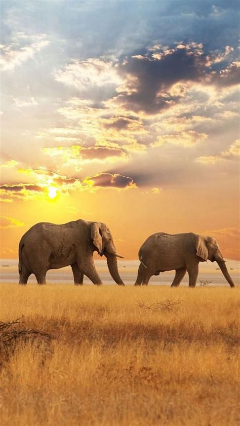 Africa Elephants Sunset Explore The World With Travel Nerd Nici