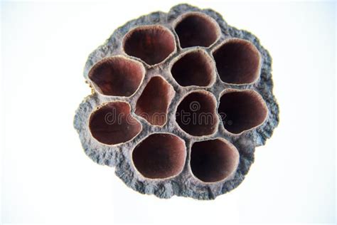 Dried Brown Lotus Seed Pod Stock Photo Image Of Dried 62102384