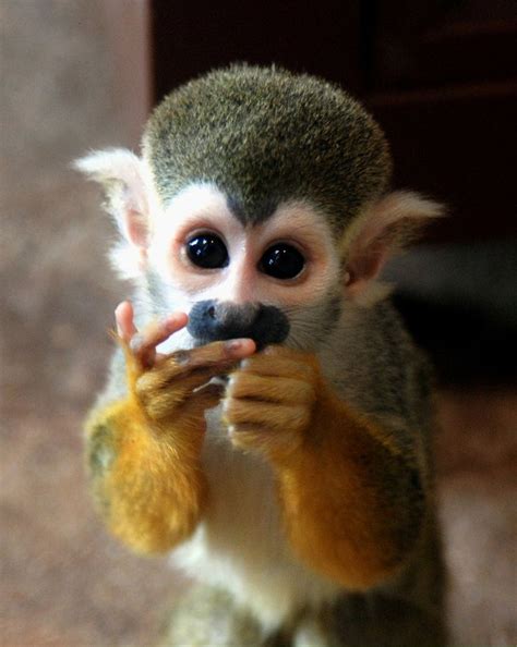 63 Best Animals For Pickles Images On Pinterest Exotic Animals Adorable Animals And Animal Babies