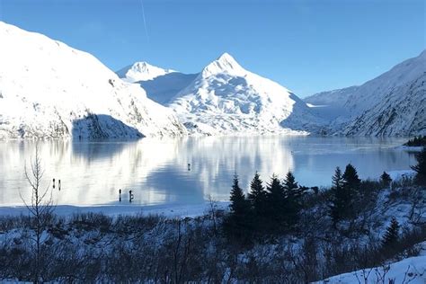 Anchorage Winter Wildlife Tour 2022 Viator
