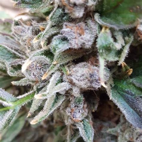 Dinafem Purple Afghan Kush Grow Journal By Andres Growdiaries