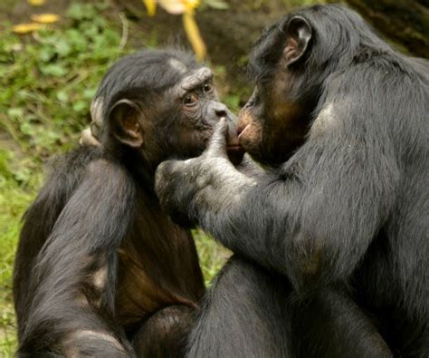 Bonobo Kissing Stock Photos Pictures And Royalty Free Images Istock