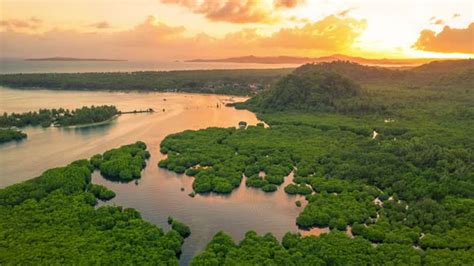 Green Deep Mangrove Forest And Sea Bay Sunset On The Siargao Island