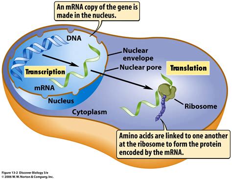 Ms Mora S Biology Blog From Dna To Proteins Transcription De Adn A