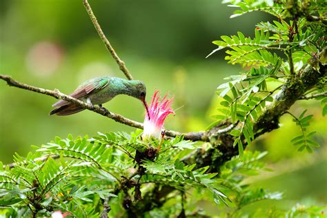 The Best Birdwatching Package In Costa Rica Birding By Locals