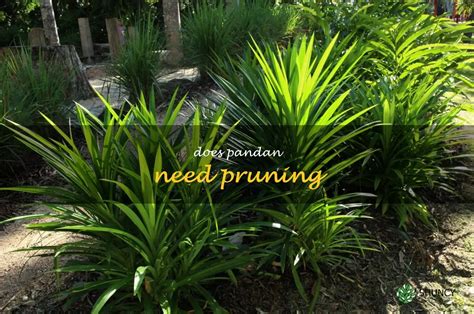 How To Prune A Pandan Plant For Optimal Growth Shuncy