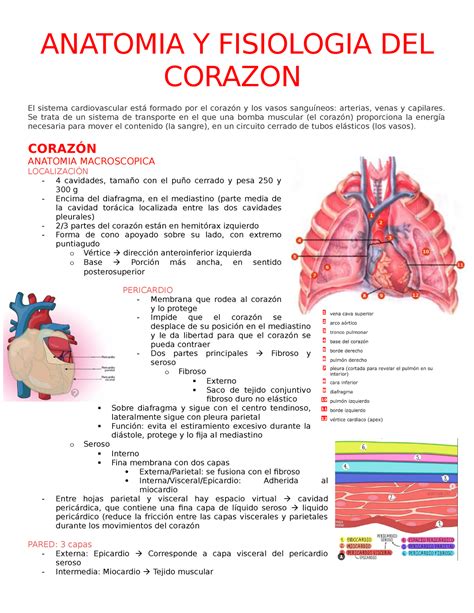 1 Anatomia Y Fisiologia Del Corazon Anatomia Y Fisiologia Del Corazon El Sistema