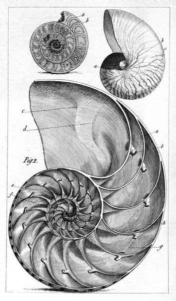Print Of Engraving Of A Nautilus And An Ammonite Nautilus Geometry
