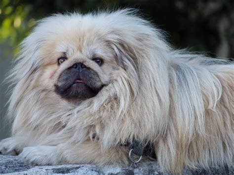 7 Dogs That Look Like Mops With Pictures Hepper
