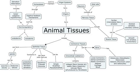 Biology Ix Tissues Organs Organ System Organism Part 2 Cbse