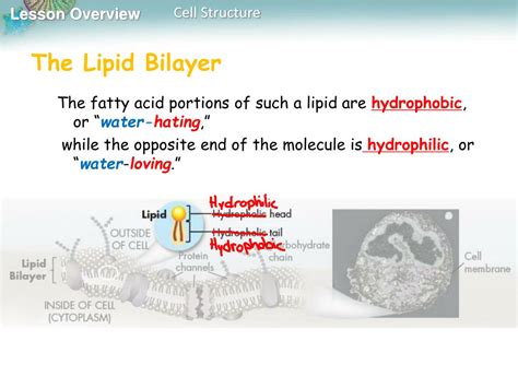 Check spelling or type a new query. PPT - Objectives 7.2 Cell Structure PowerPoint ...
