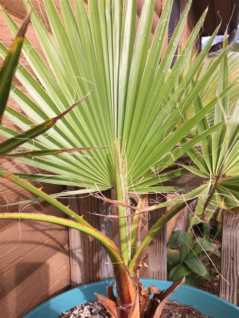 Mexican Fan Palmpeii Nursery Palm Growers United States