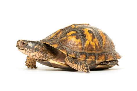 Can Box Turtles Swim The Ultimate Guide