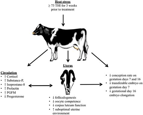 Effect Of Heat Stress On Reproductive Function In Dairy Cows Heat Download Scientific Diagram