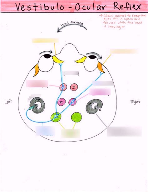 Vestibulo Ocular Reflex Diagram Quizlet