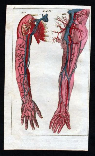 Arm Blood Vessels Anatomy
