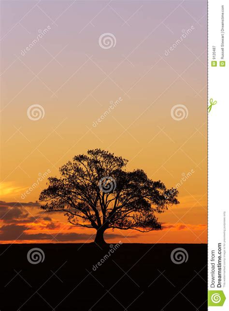 Sunset Tree Silhouette 2 Stock Image Image Of Sunrise