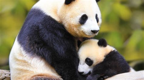 Картинки Pandas Bear Mom Cub Cute обои 1920x1080 картинка №137661