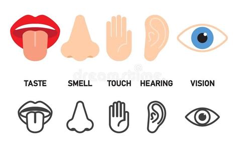 Icon Set Of Five Human Senses Touch Smell Hearing Vision Taste
