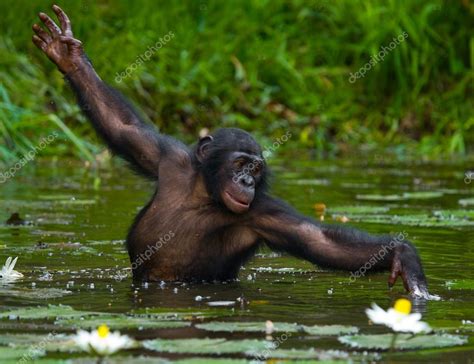 Chimpanzees the playful pair are one of 60 bonobos at lola ya bonobo sanctuary in the democratic republic of congo. Bonobo-Affen im Wasser sitzen — Stockfoto © GUDKOVANDREY ...