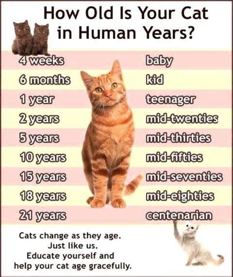 How Do You Tell How Old Your Cat Is Cat Lovster