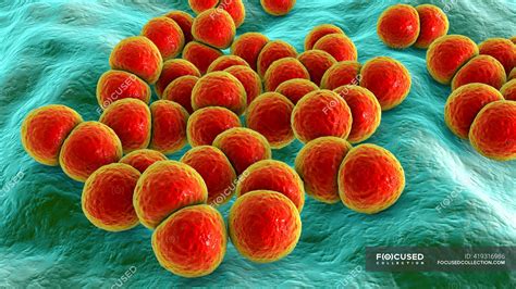Streptococcus Pneumoniae Bacteria Pneumococci Illustration Par