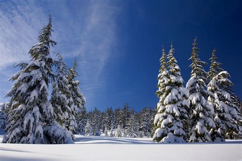 Winter Snow Pine Trees Hd Nature 4k Wallpapers Images Backgrounds