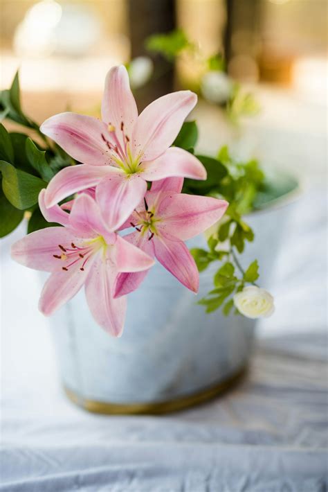 Pink Flower Plant In White Pot Photo Free Flower Image On Unsplash