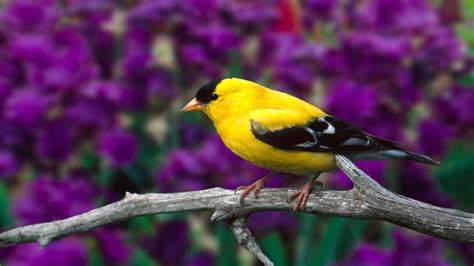 Bird Animal Beautiful Wild Wings Exotic Birds