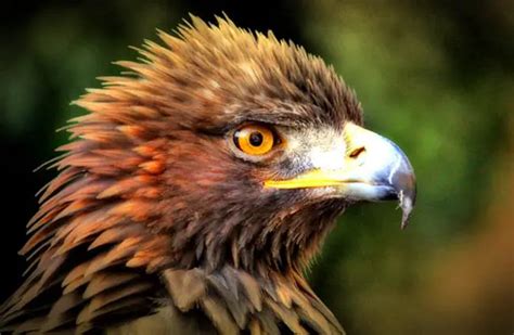 Golden Eagle Description Habitat Image Diet And Interesting Facts