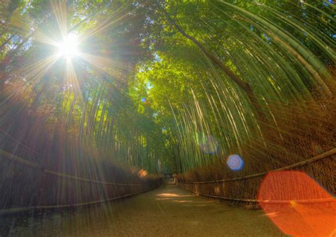 Arashiyama Bamboo Grove Photos And Tips Travel Caffeine