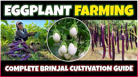 Eggplant Farming Brinjal Cultivation How To Grow Eggplant At Home