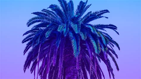 Download Wallpaper 2560x1440 Palm Tree Tree Sky Gradient Minimalism