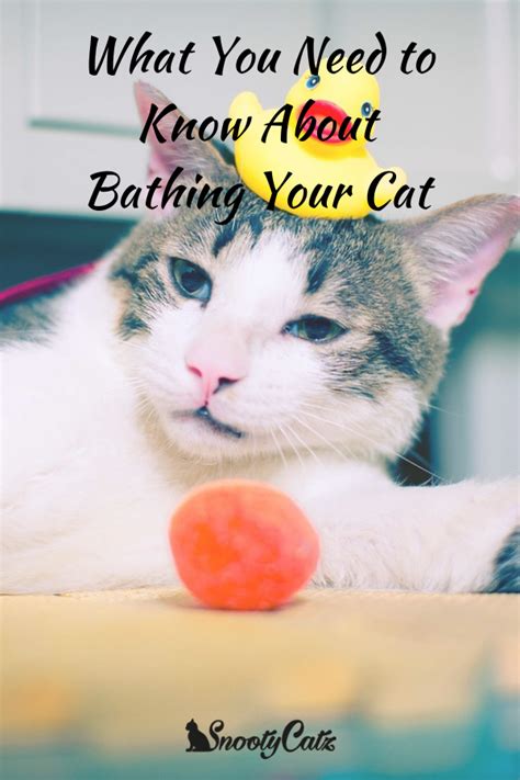 What You Need To Know About Bathing Your Cat Snooty Catz Cat