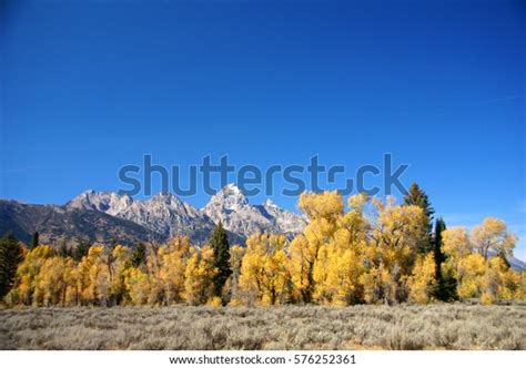 Grand Teton Autumn Golden Aspens Grand Stock Photo Edit Now 576252361