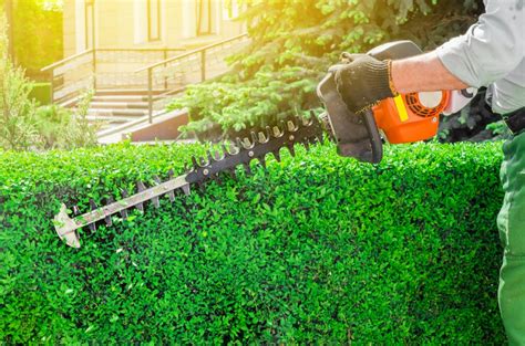 The Best Hedge Trimmers For Your Backyard