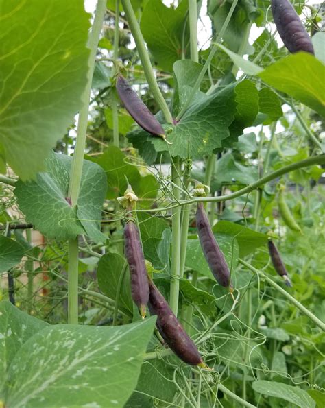 Sugar Magnolia Tendril Snap Pea — The Coeur Dalene Coop