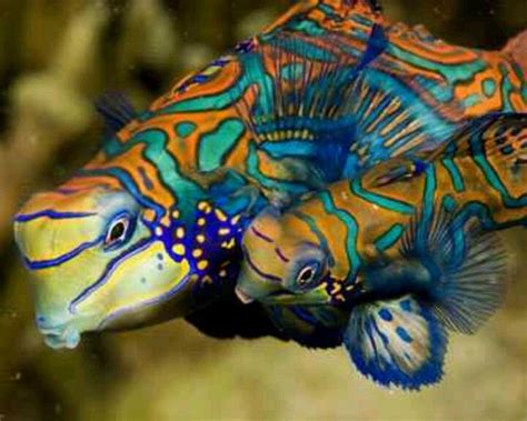 Animals Mandarin Fish Ocean Creatures Salt Water Fish