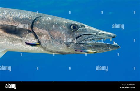Great Barracuda Sphyraena Barracuda Can Reach As Much As Six Feet In