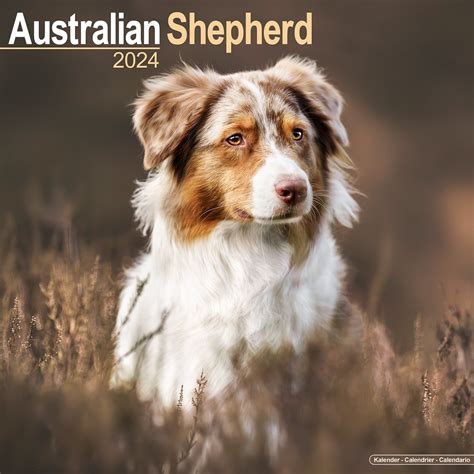 Australian Shepherd Calendar 2024 Avonside Publishing Ltd