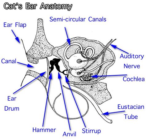 Cat Ear Anatomy Diagram Cat Anatomy Sphynx Cat Cats