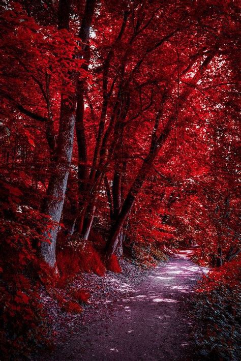 Path Among Trees With Red Leaves Autumn Scenery Nature Photography