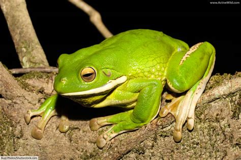 White Lipped Tree Frog Australian Giant Tree Frog Facts Pictures And Info