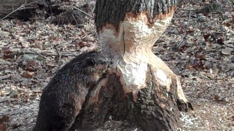 Beaver Cutting Tree Day 24 Youtube