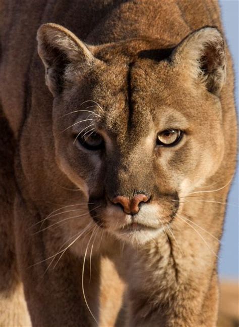 337 Best Images About Cougarsmountain Lionspumasflorida