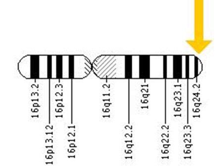 Redhead Gene Mutation Redhead Gene Chart Bar Chart