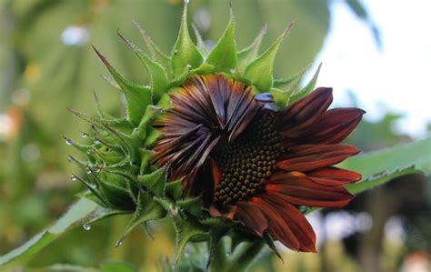 Bunga matahari atau yang biasa dikenal dengan nama ilmiahnya helianthus annuus l. Panduan Lengkap Cara Menanam Bunga Matahari Velvet Queen ...