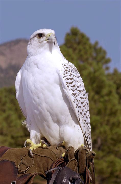 Academy Protects Falcons From West Nile Air Force Article Display