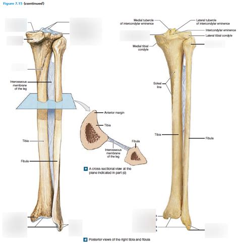 Tibia And Fibula Posterior View Diagram Quizlet